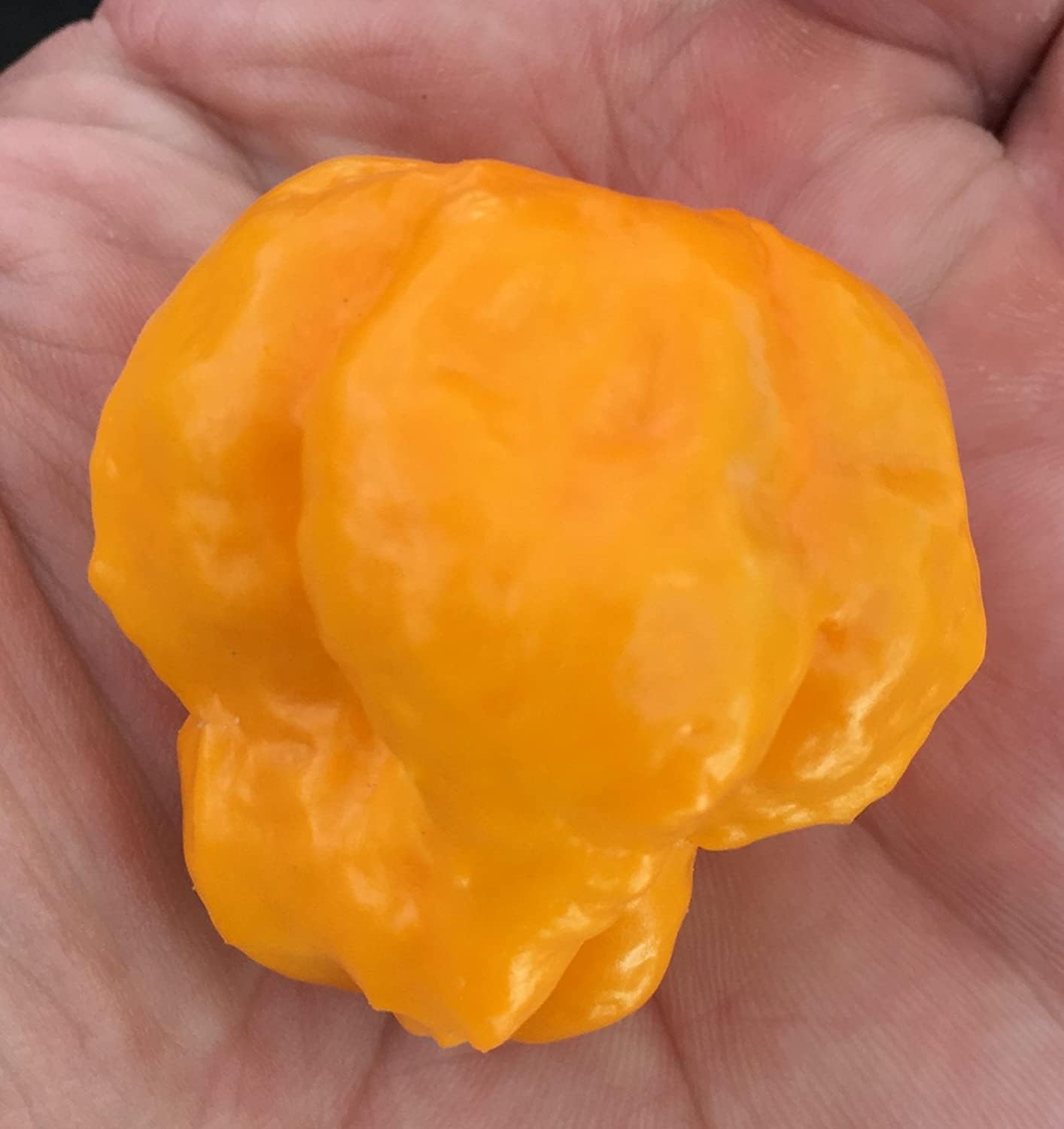 Jamaican Scotch Bonnet Hot Pepper Seeds – Premium Heirloom Variety– Up to 50%