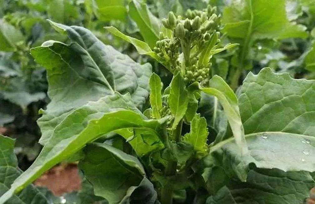 Rapini (Broccoli Rabe) seeds up to 50%