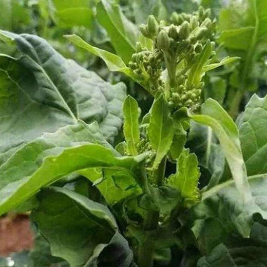 Rapini Seeds