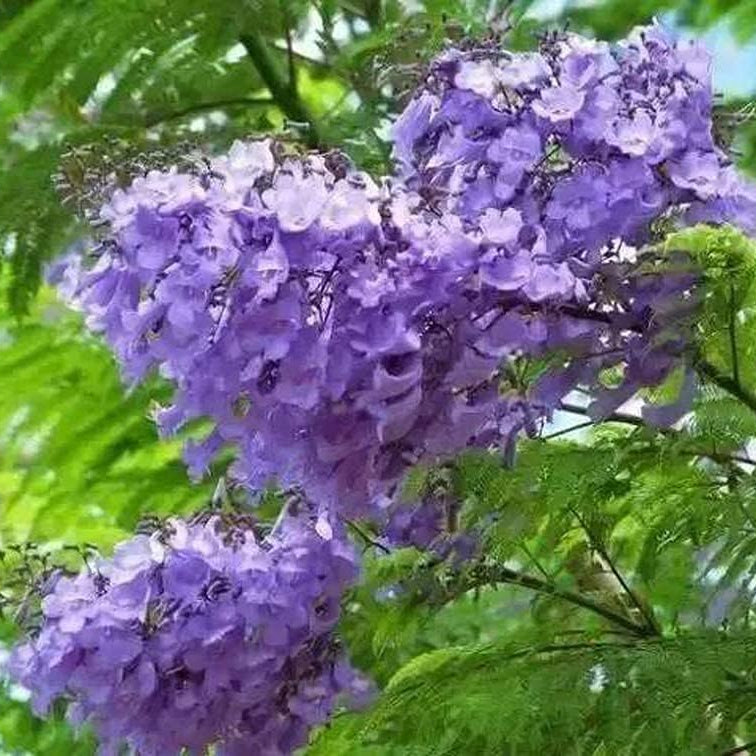 Jacaranda Mimosifolia Seeds – Blue-Purple Flowering Ornamental Tree – Up to 50%
