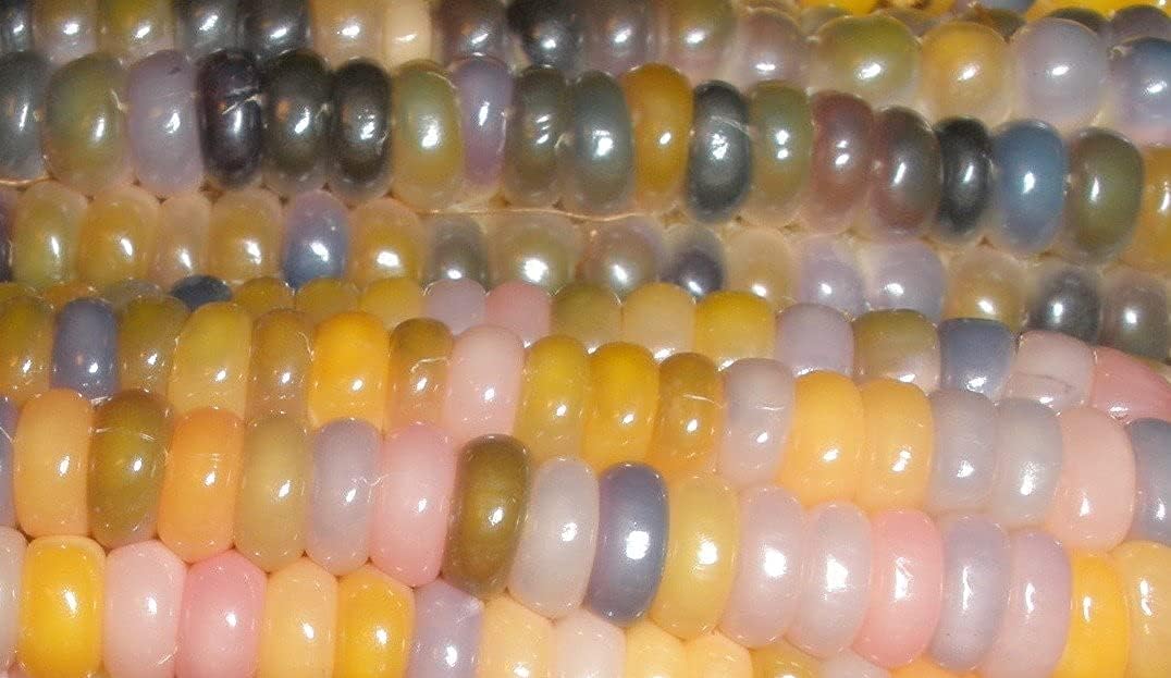 Glass Gem Cherokee Indian Corn Heirloom Seeds – up to 50%