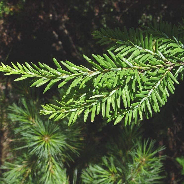 Eastern Hemlock Tree Seeds Up to 50% Off