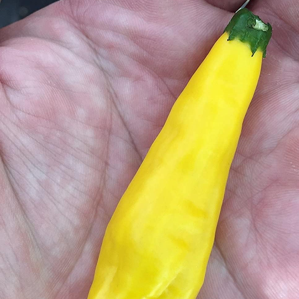 Aji Lemon Drop Limon Kellu Uchu Heirloom Pepper Seeds – up to 50%