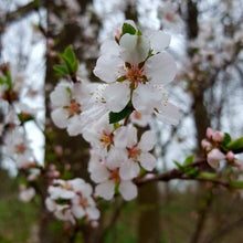Nanking Cherry Seeds