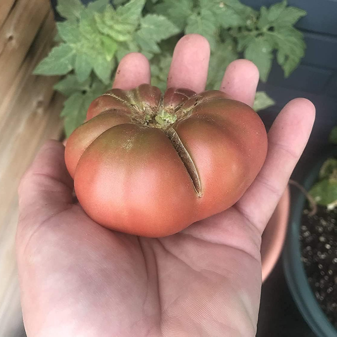 Cherokee Purple Tomato Seeds Up to 50% Off