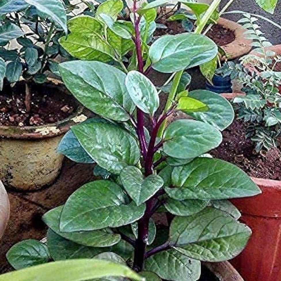 Red Stem Malabar Spinach Seeds – Vietnamese Spinach | Up to 50%