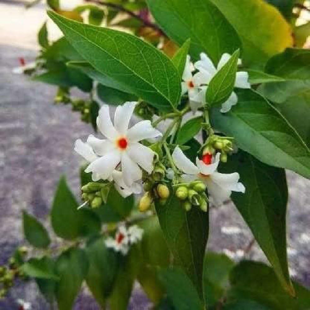 Night Flowering Jasmine Seeds up to 50%