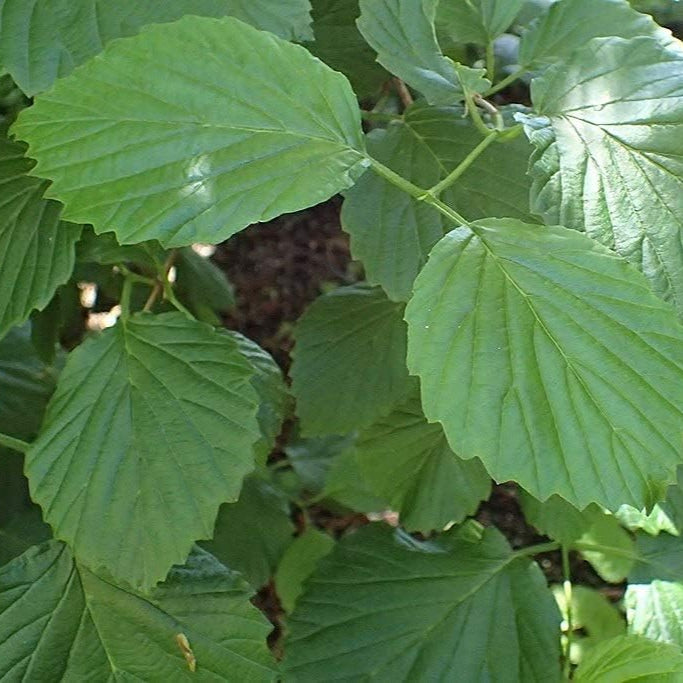 Viburnum dentatum seeds up to 50%