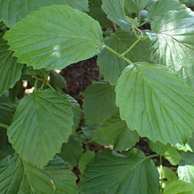 Arrowwood Viburnum Seeds