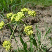 Nine Leaf Biscuitroot Seeds