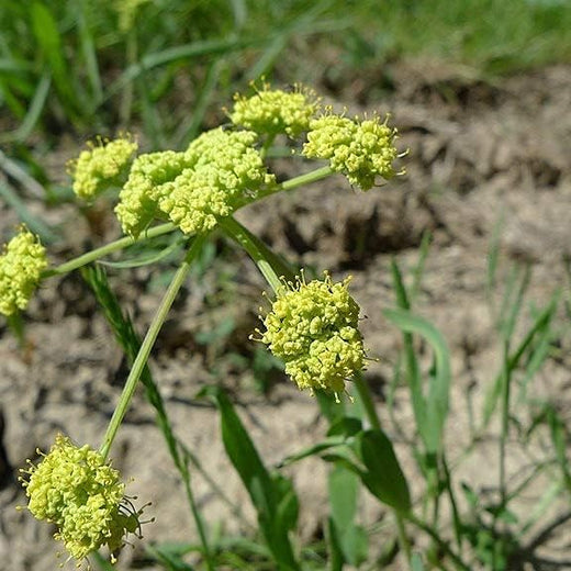 Nine Leaf Biscuitroot Seeds
