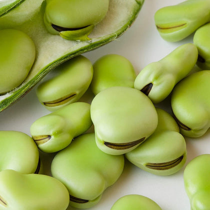 Fava Bean Vegetable Seeds
