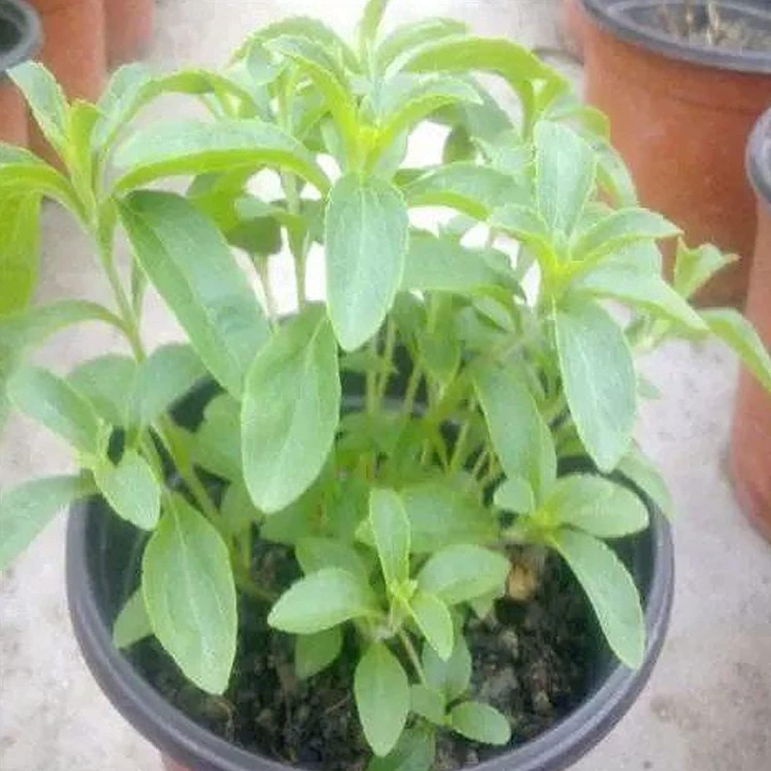 Stevia Sweetleaf Herb Seeds Up to 50% Off