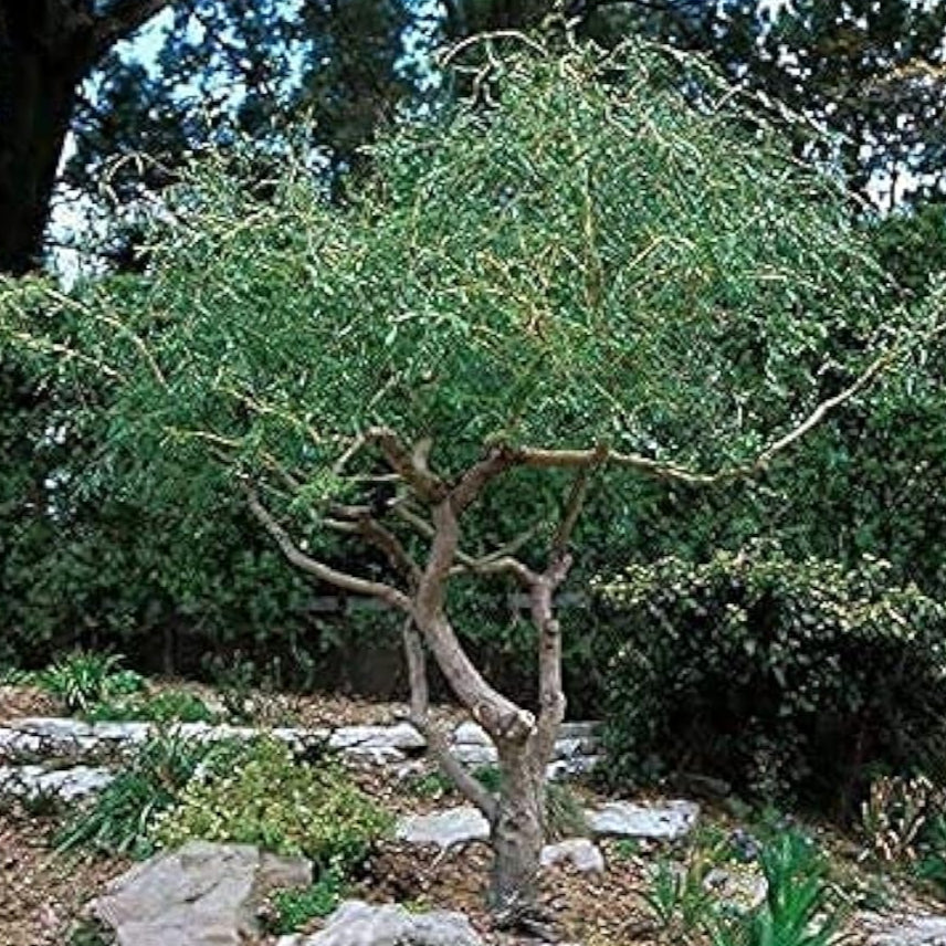 Corkscrew Willow Tree | Fast-Growing Shade Tree with Unique Curly Branches Up to 50%