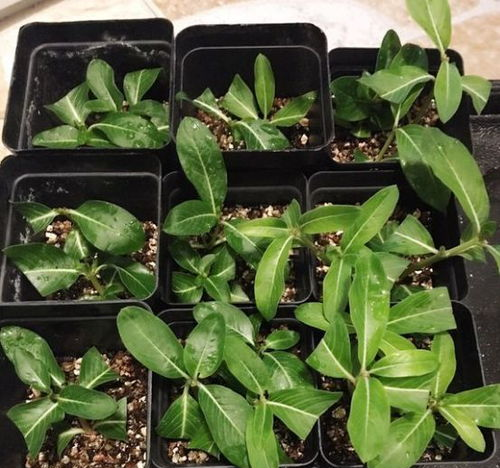 Periwinkle small seeds up to 50%