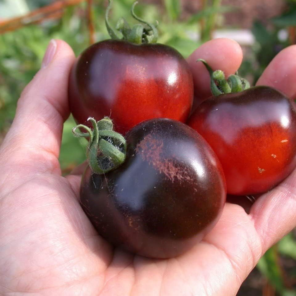 Black Early Tomato Seeds Up to 50% Off
