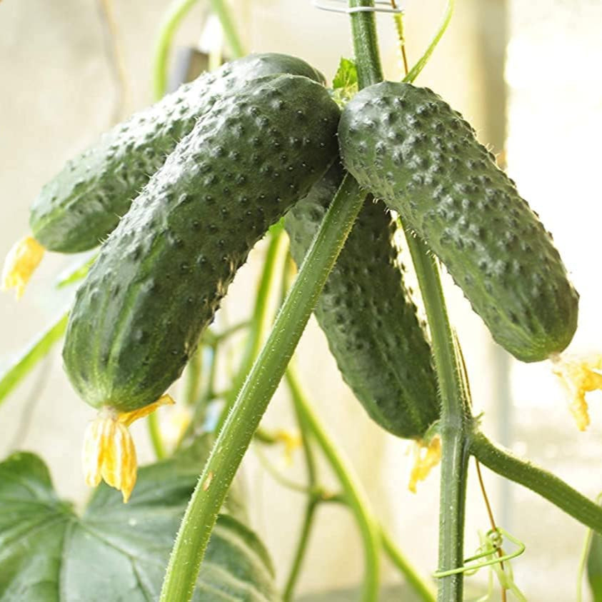 Cucumber seeds up to 50%