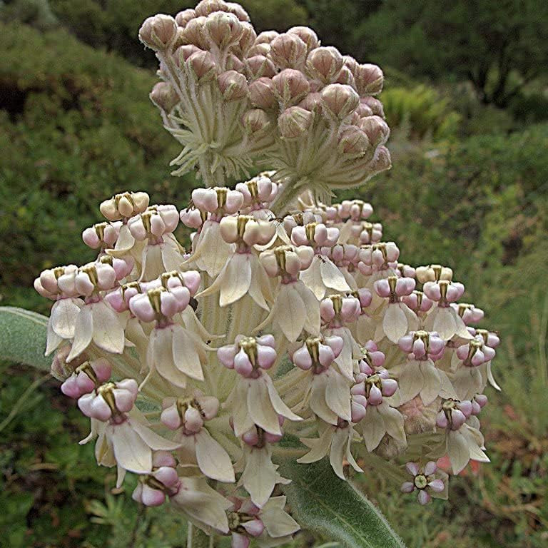 Asclepias eriocarpa Seeds up to 50%