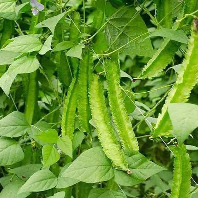 Green Winged Bean Seeds Up to 50% Off