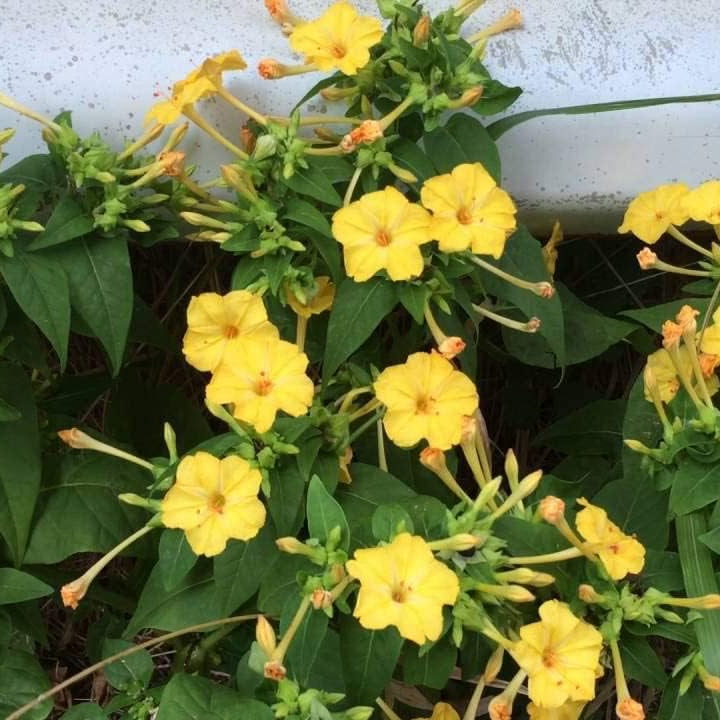 Yellow Morning Glory Seeds prime day up to 50%