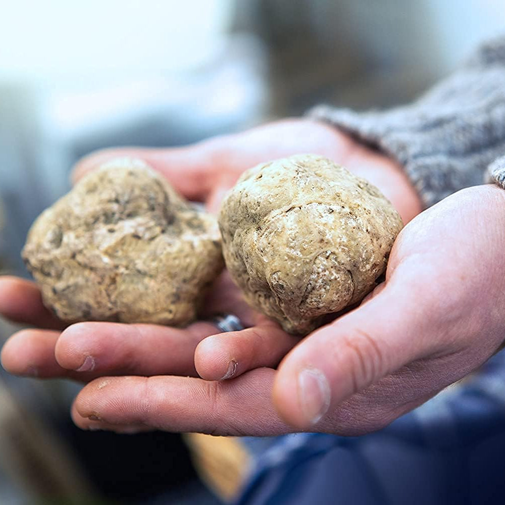 White Truffle Mushroom Spores up to 50%