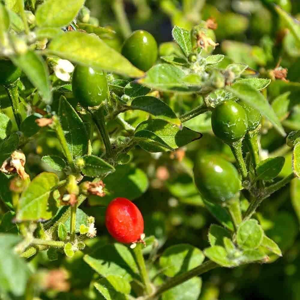 Chiltepin Pepper Seeds Up to 50% Off