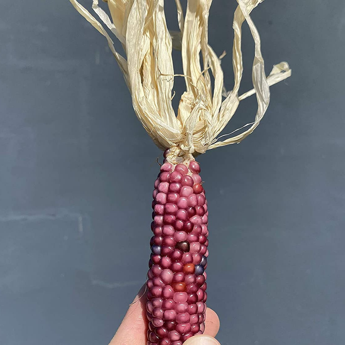 Neon Pink Popcorn Heirloom Corn Seeds – up to 50%