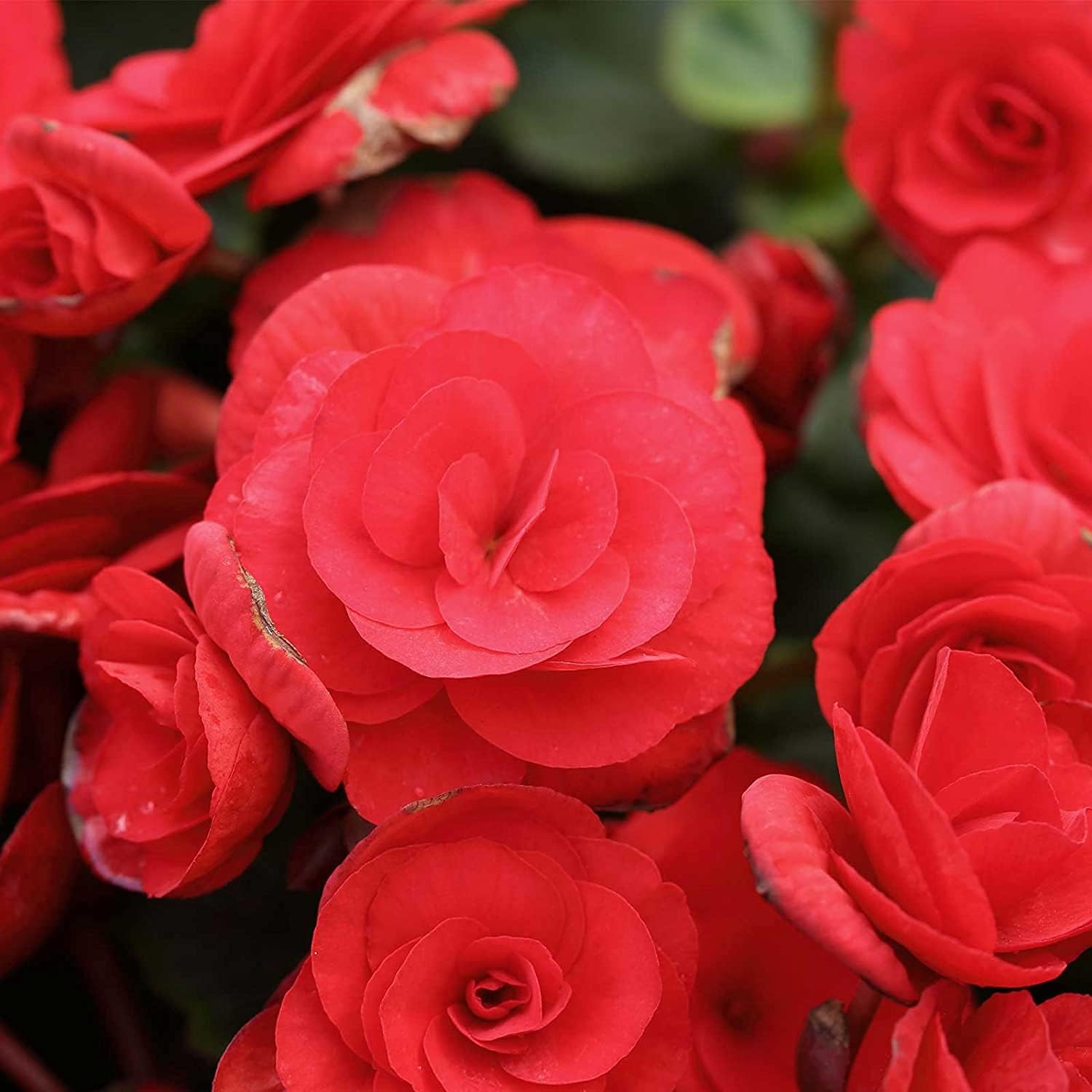 Red Nonstop Begonia Seeds up to 50%