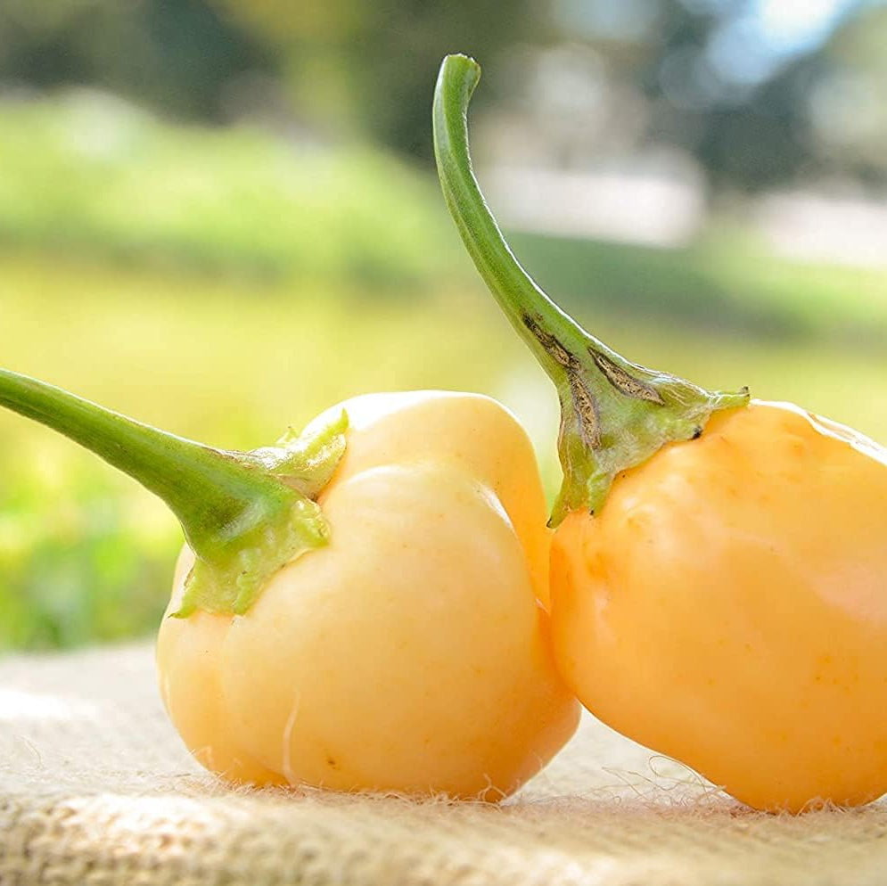 Peachadew Pepperdew Heirloom Pepper Seeds – prime day up to 50%