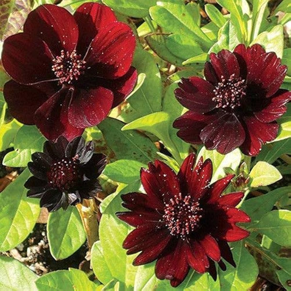 Chocolate Cosmos Seeds Up to 50% Off