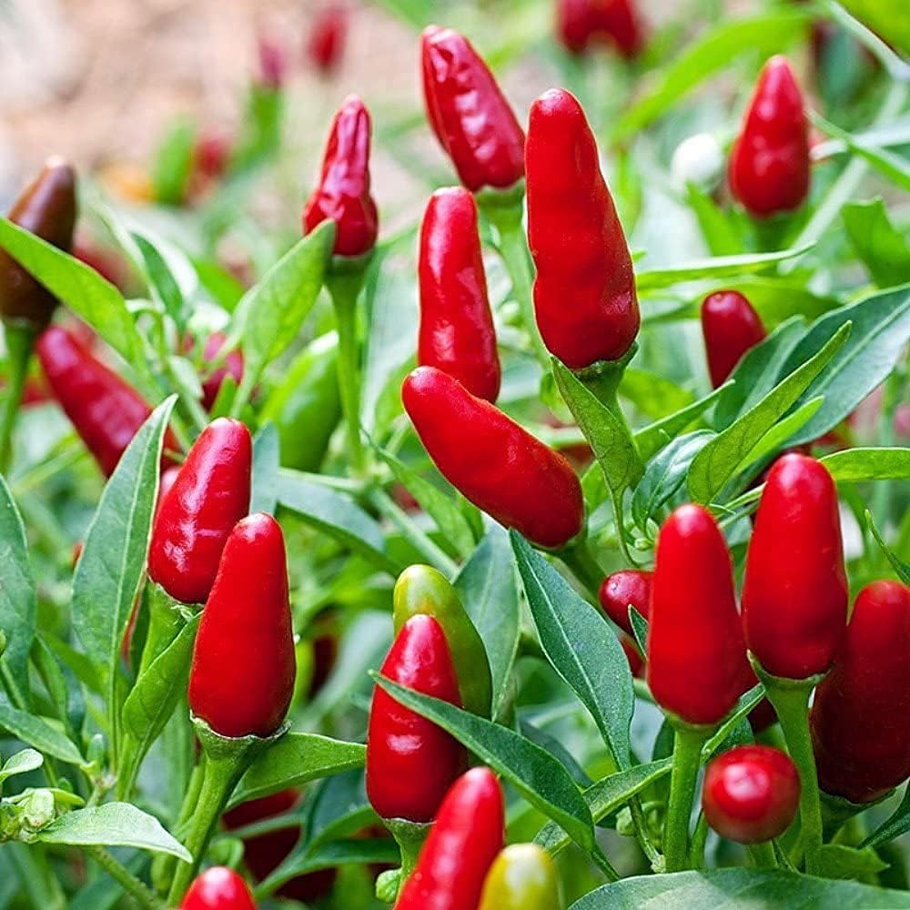 Thai Garden Bird Hot Pepper Seeds – Birds Eye Chili | Up to 50%