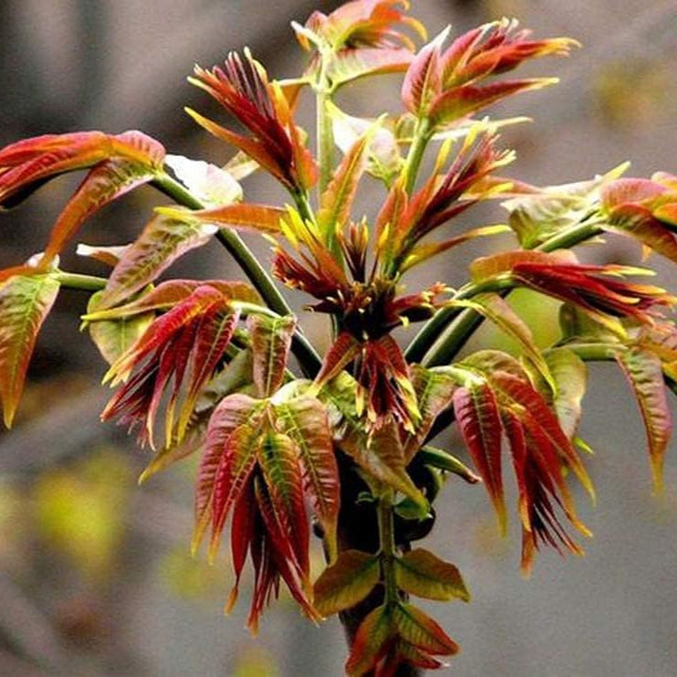 Toona sinensis seeds up to 50%