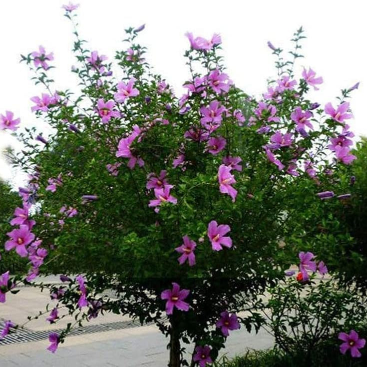 Giant Hibiscus Seeds – Rare Perennial Flower for Garden &amp; Home – Up to 50%