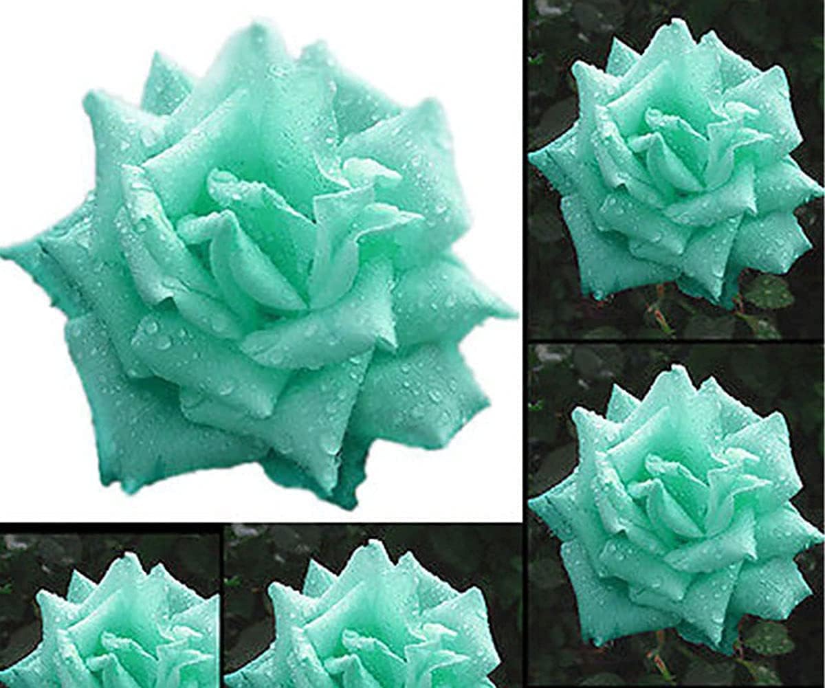 Mixed Color Rose Seeds up to 50%
