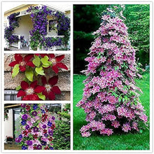 Clematis Perennial Climbing Flower Seeds Peachpuff
