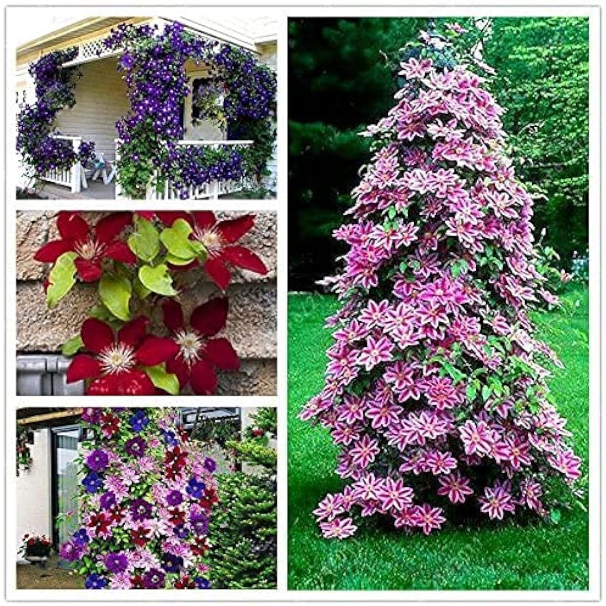Clematis Flower Seeds – Red Perennial Climbing Vines – Up to 50%