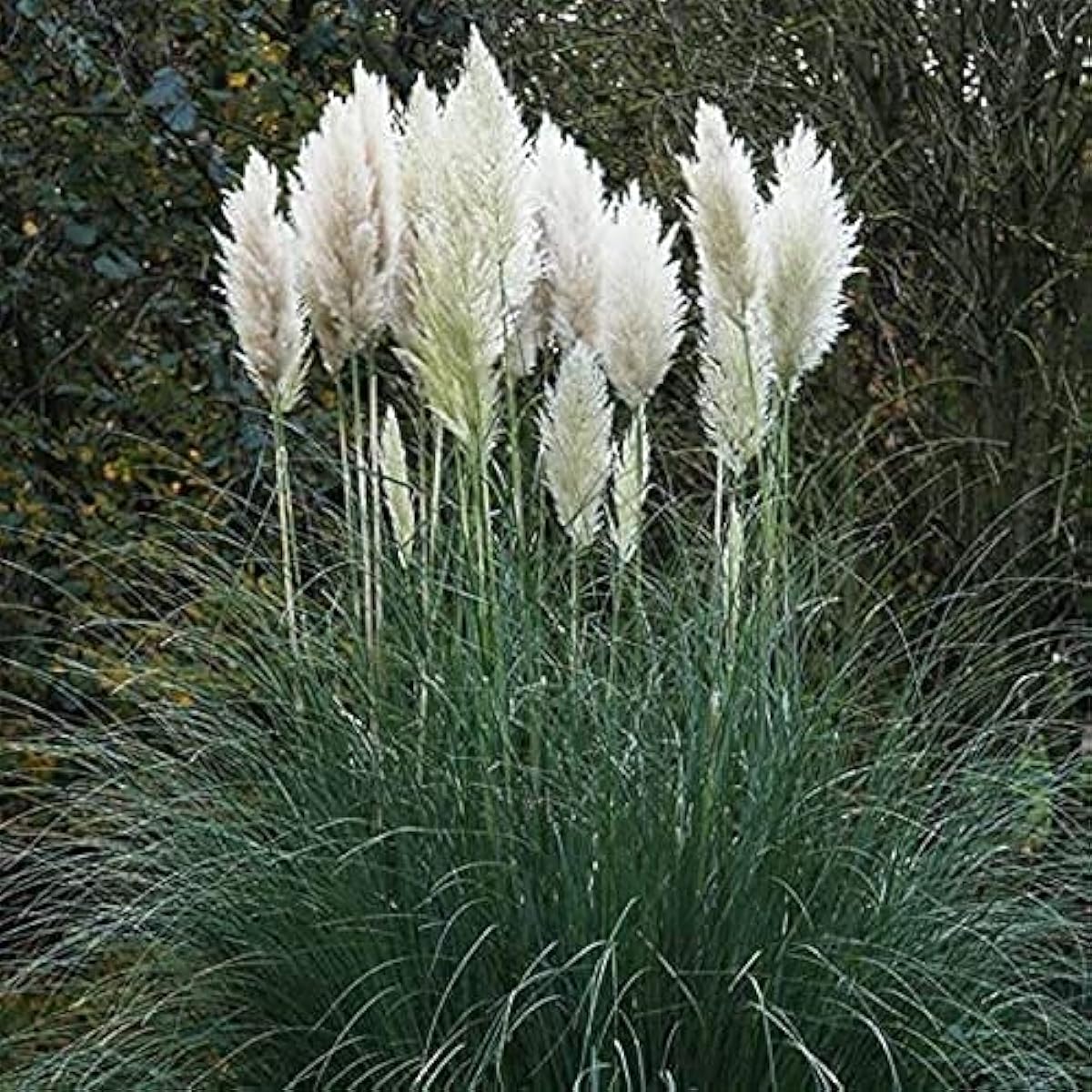 White Pampas Grass Seeds Up to 50% Off