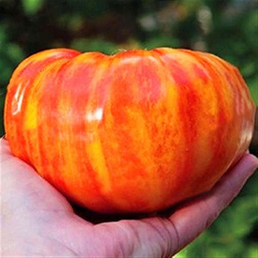 Rainbow Giant Tomato Seeds