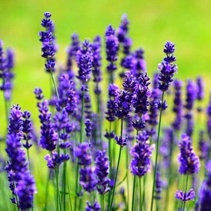 English Lavender Herb Seeds up to 50%
