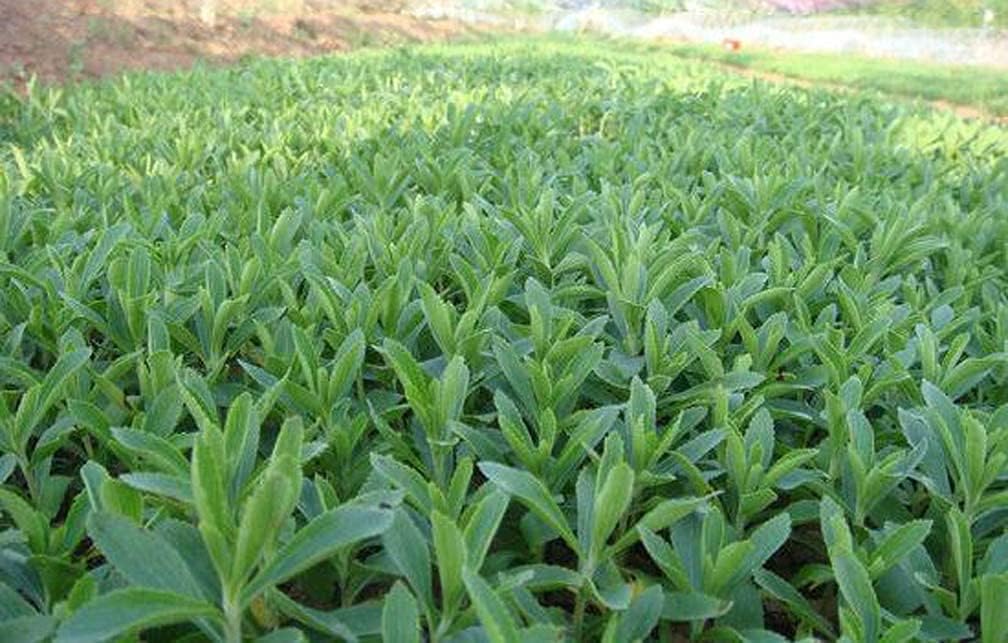 Stevia Rebaudiana Seeds - Larger Packet High Germination 6000-120000 Onsaleseeds