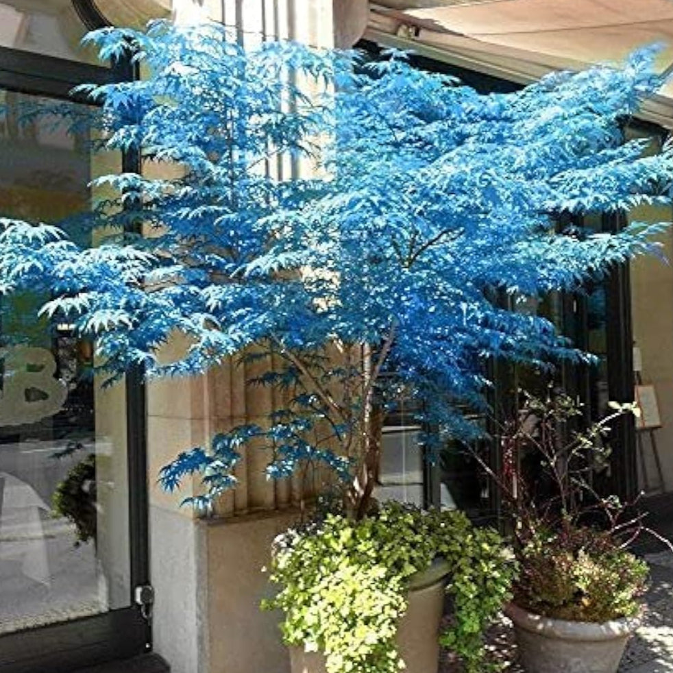 Japanese Ghost Maple Seeds Up to 50% Off
