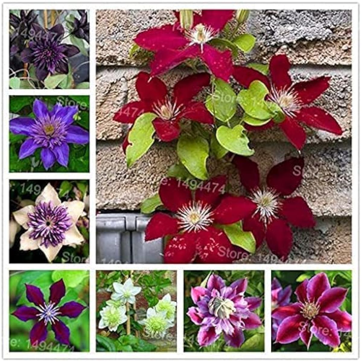 Mixed Clematis Flower Seeds prime day up to 50%
