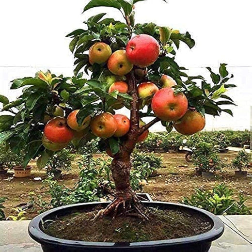 Dwarf Apple Bonsai Seeds