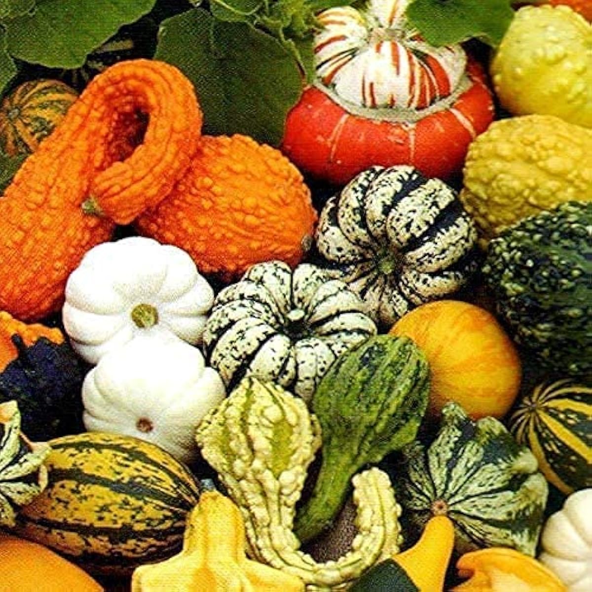 Decorative Pumpkin Mix Seeds up to 50%