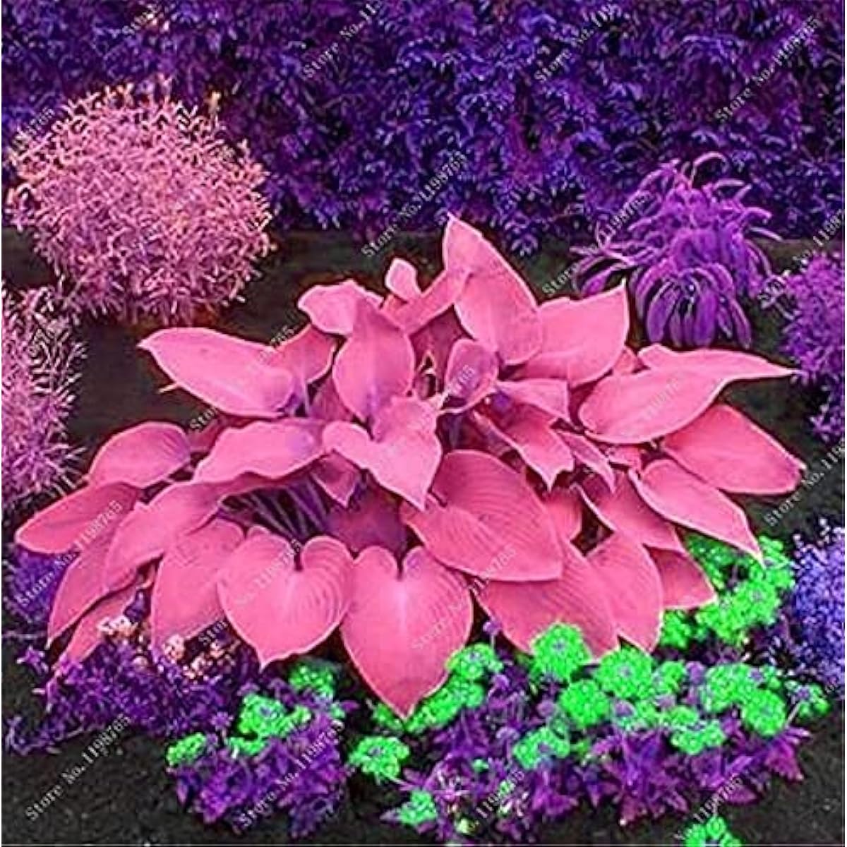 Hosta Seeds ¨C up to 50%34