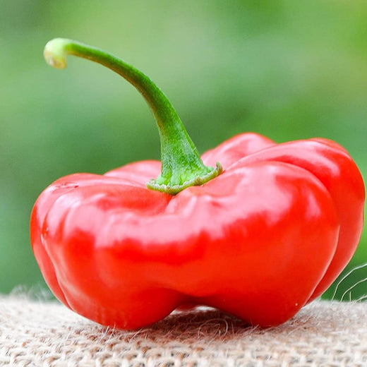 Aji Cachucha Purple Splotched Hot Pepper Seeds