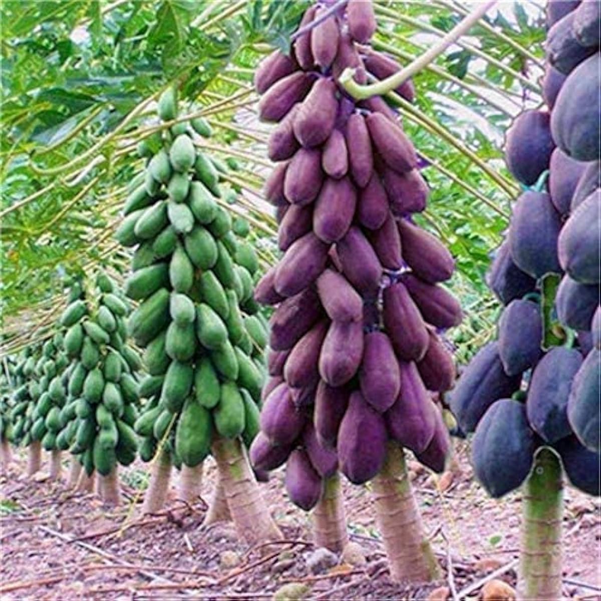 Papaya Perennial Organic Fruit Seeds – Mixed – prime day up to 50%