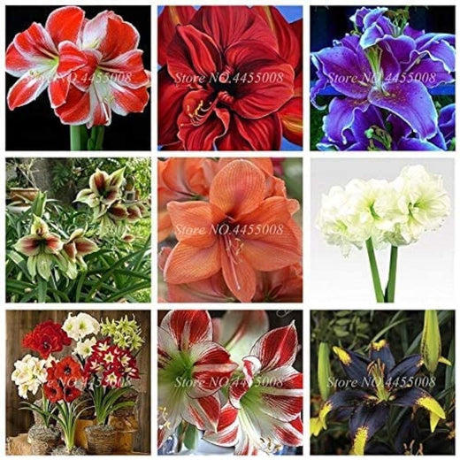 Amaryllis Flower Seeds Mixed Colors