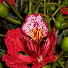 Royal Poinciana Seeds