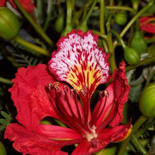Royal Poinciana Seeds